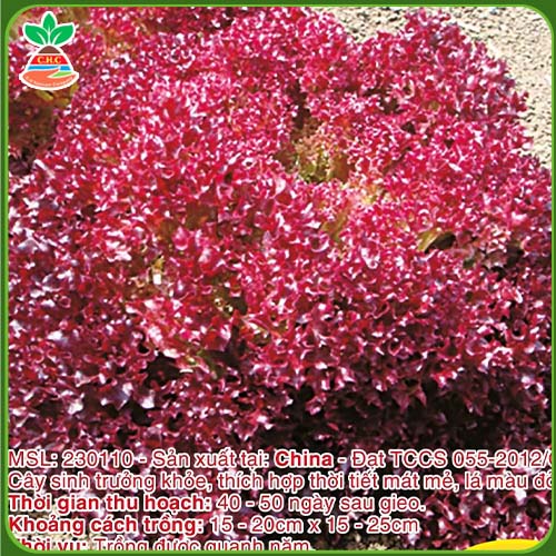 F1 high-yield purple lettuce seeds />
                                                 		<script>
                                                            var modal = document.getElementById(